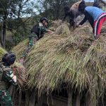 Gotong Royong Renovasi Rumah Adat Honai Papua Wujud Cinta Satgas Yonif 511/DY IMG-20251031-WA0142